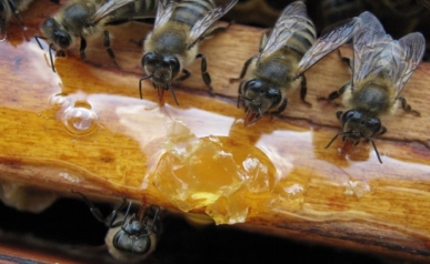 Подкормка пчел весной